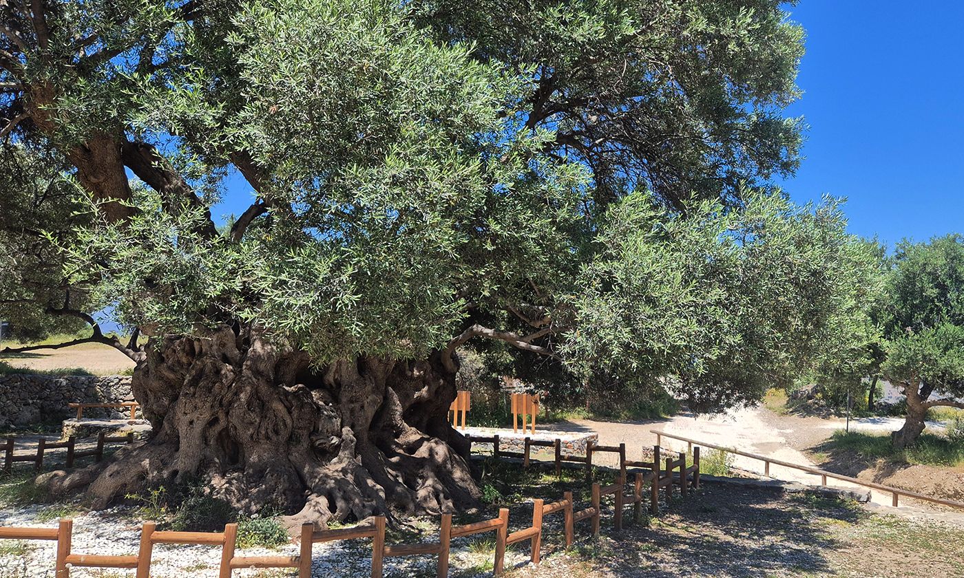 greece_crete_Mathena-Olive-Tree.jpg